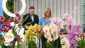 Tajemnice epifitów. Kasia Joda o sztuce pielęgnacji domowych storczyków