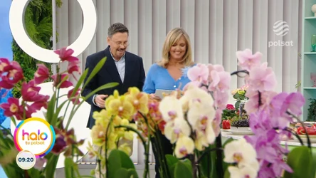 Tajemnice epifitów. Kasia Joda o sztuce pielęgnacji domowych storczyków