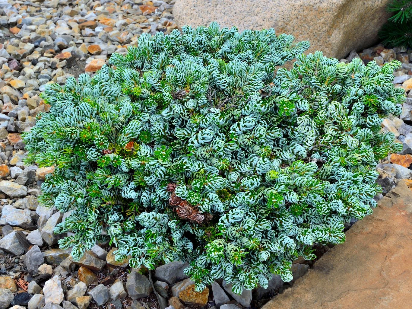 Niska, gęsta jodła koreańska odmiany 'Ice Breaker' o srebrzysto-zielonych igłach, rosnąca w ogrodzie skalnym.