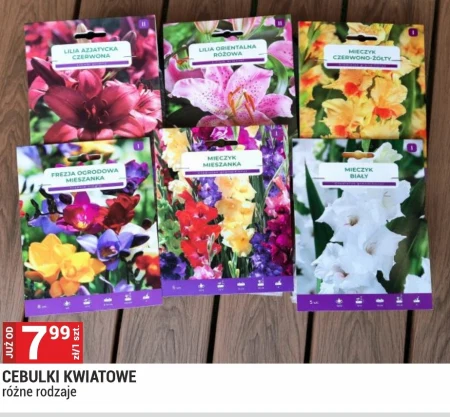 Цибулини квітів Frezja