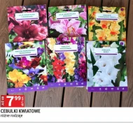 Цибулини квітів Frezja