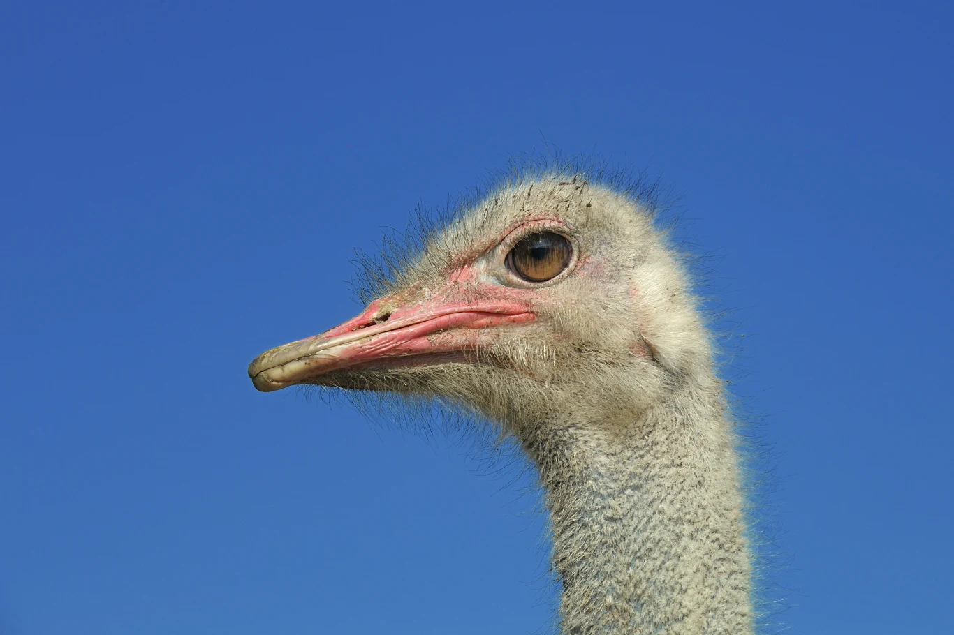 Na cztery lata więzienia za znęcanie się nad strusiem Zenkiem i zabicie go skazał w poniedziałek poznański sąd mężczyznę, który skatował zwierzę w 2025 r. article cover