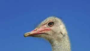 Na cztery lata więzienia za znęcanie się nad strusiem Zenkiem i zabicie go skazał w poniedziałek poznański sąd mężczyznę, który skatował zwierzę w 2025 r. 