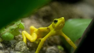 Złota żaba to rarytas