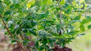 Zrób dziurki w ziemi i podlewaj tym borówkę. Będzie uginać się od owoców