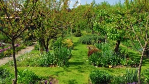 Posadź pod drzewami owocowymi. Chronią glebę i podwajają polony