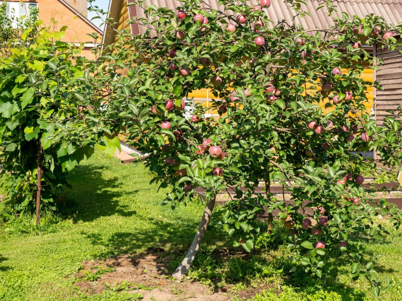 Jakie drzew owocowe można sadzić obok siebie? Niski, rozłożysty jabłoniowy drzewo obwieszone licznymi czerwonymi jabłkami, rosnące na zielonym trawniku przed drewnianym domem z żółtymi okiennicami.