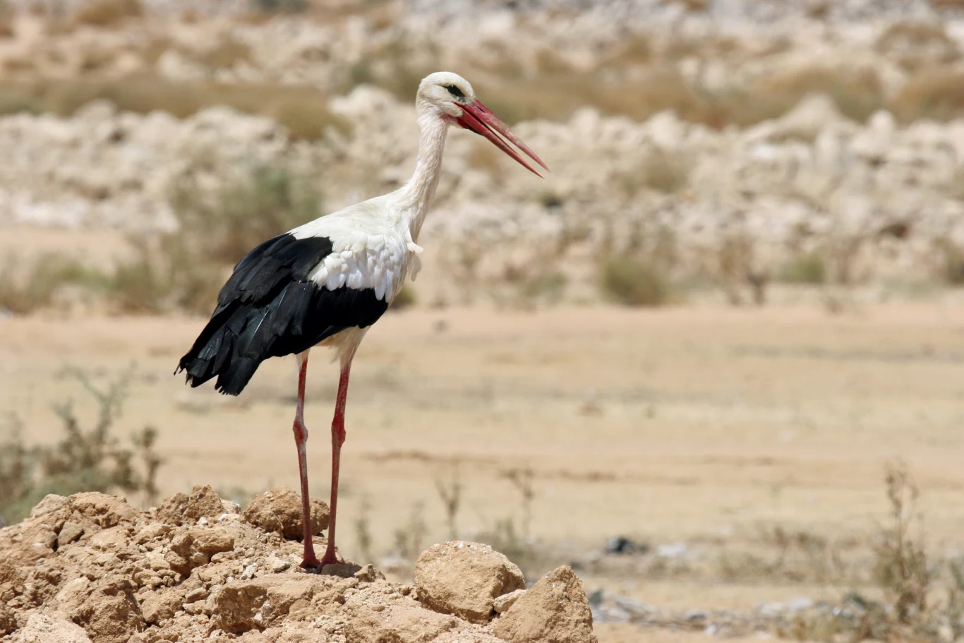 Bocian biały stojący na piaszczystym wzniesieniu z rozpostartymi skrzydłami, otoczony suchym, trawiastym krajobrazem.