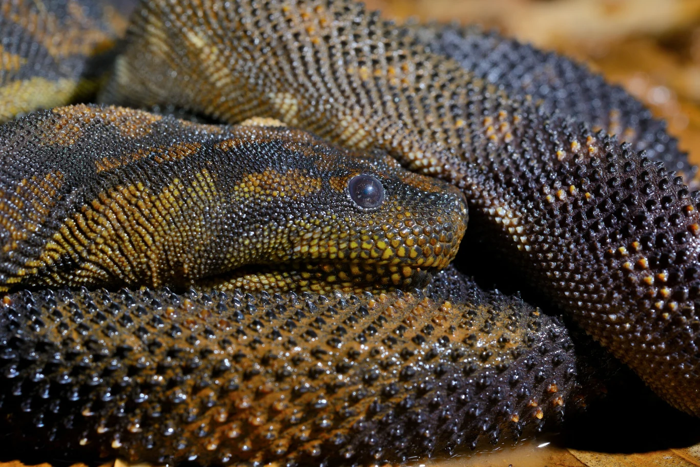 Brodawkowce to węże o luźnej skórze, które żyją dzisiaj w Azji, Australii i na Nowej Gwinei article cover