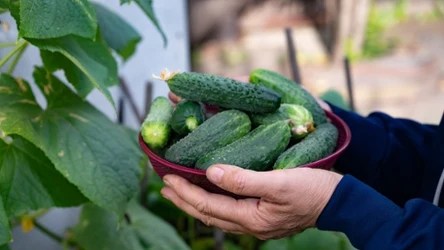 Obfite plony ogórków zależą od odpowiedniego przygotowania gleby. W tym celu warto wysiać dobrze dobrany przedplon