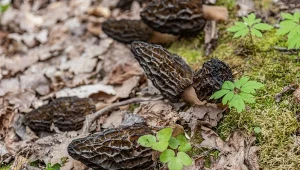 Czas na wiosenne grzybobranie. Te grzyby potrafią zaskoczyć