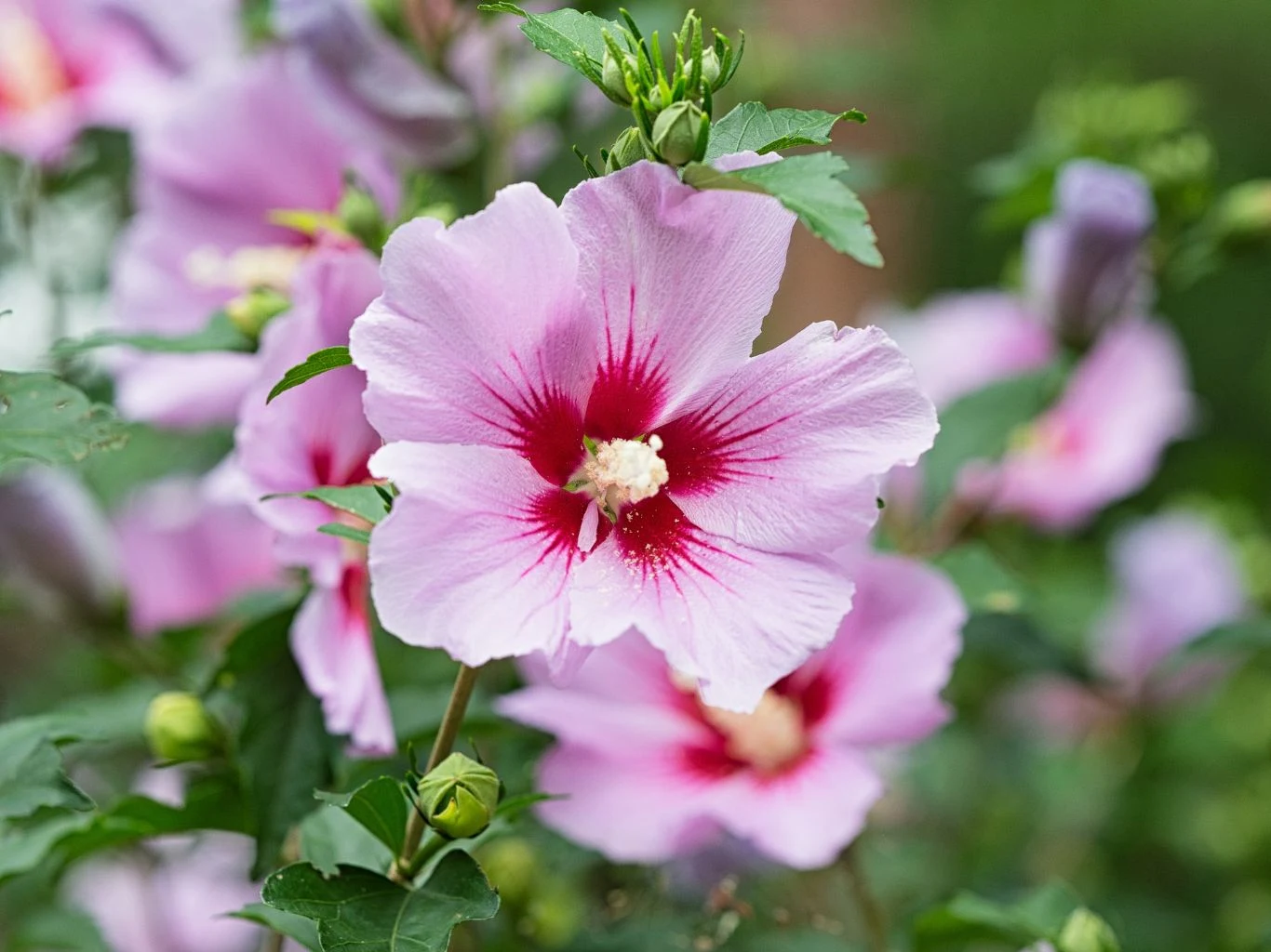 Jak pielęgnować hibiskusa ogrodowego, żeby kwitł całe lato? Różowe kwiaty hibiskusa ogrodowego