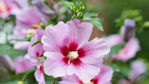 W marcu syp pod hibiskusa. Latem pokryje się burzą kwiatów