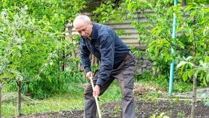 Syp wszędzie, gdzie się da. Działa na glebę jak wiadra kompostu
