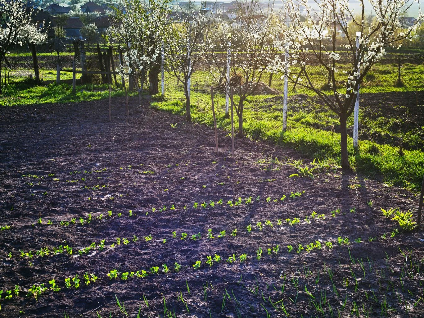 Rzędy młodych sadzonek warzyw rosnących w starannie uprawionym ogródku, w tle kwitnące drzewa owocowe skąpane w promieniach popołudniowego słońca.