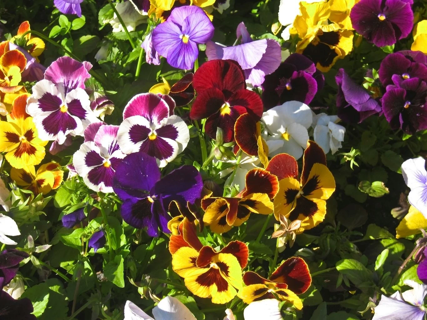 W marcu można posadzić bratki do donicy lub skrzynki Kolorowe bratki o płatkach w odcieniach fioletu, żółci, bieli i czerwieni rosnące gęsto obok siebie.