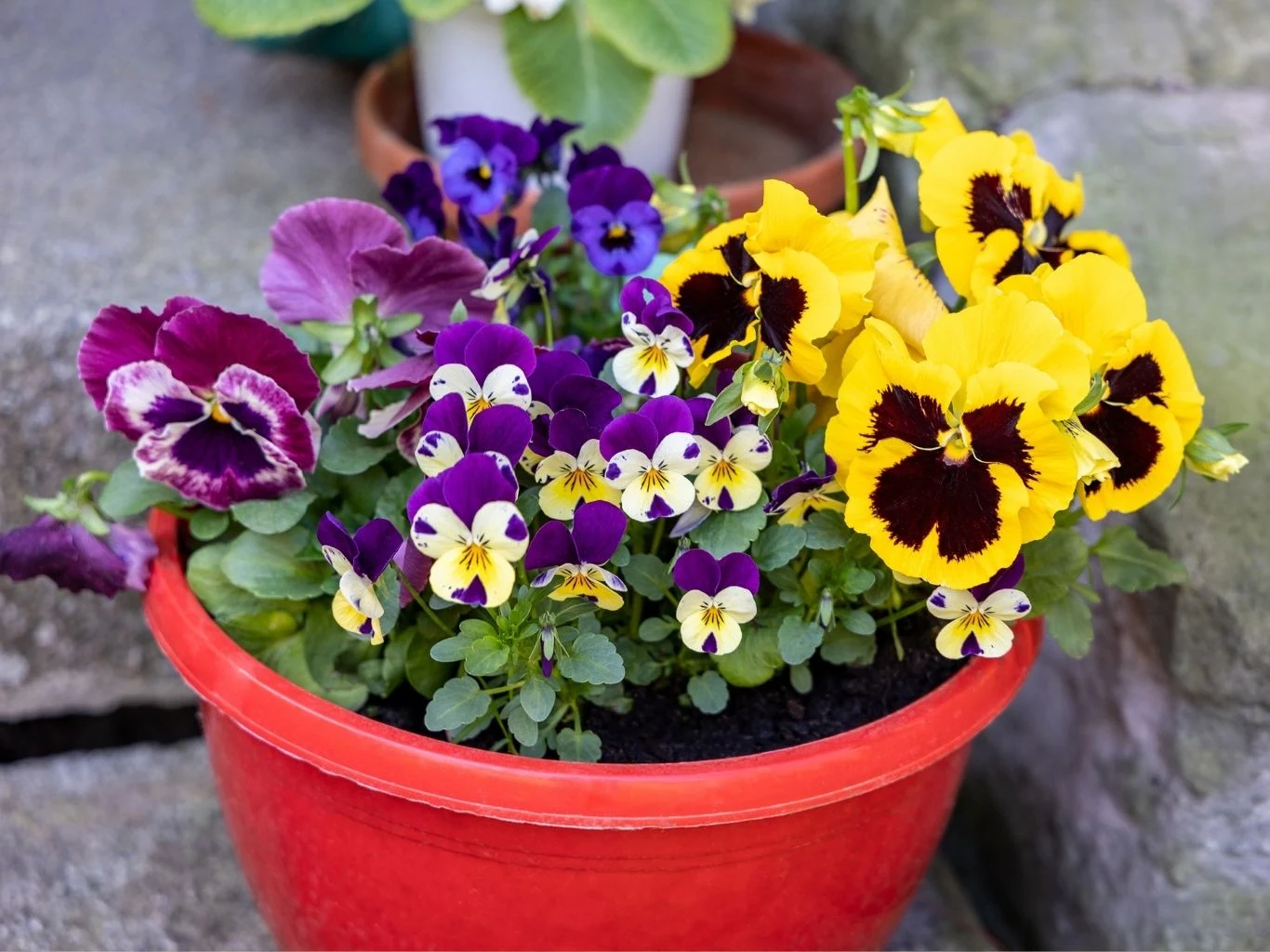 Jak posadzić bratki do doniczki? Bratki o żółtych i fioletowych płatkach posadzone w czerwonej doniczce na kamiennej powierzchni.