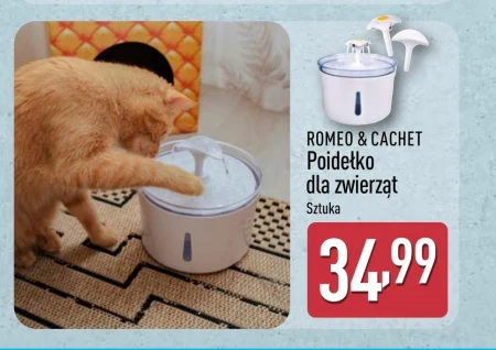 П'яниця Cachet