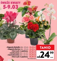 Рослина в горщику