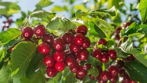 Podsyp delikatnie każde drzewko. Gałęzie będą się uginać od czereśni