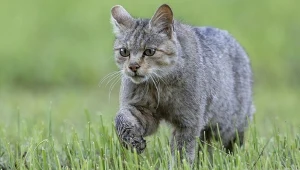 Leśny drapieżnik zbliża się do człowieka. Zaskakujące wnioski naukowców