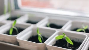 Kiedy siać pomidory?