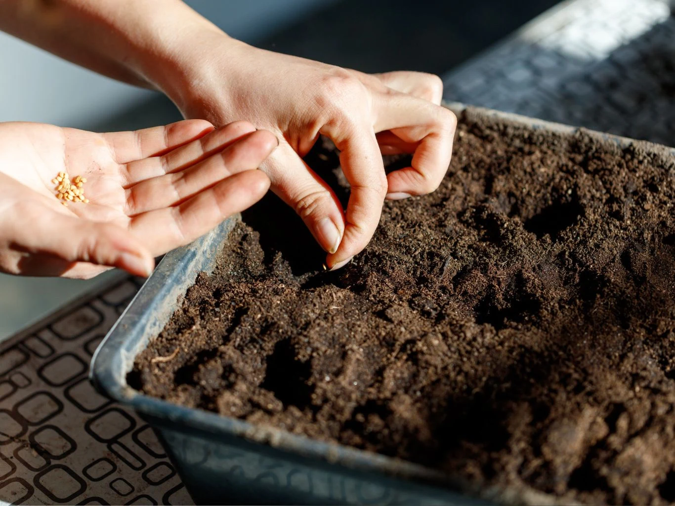 Dwie dłonie wsypujące nasiona pomidorów do doniczki wypełnionej ziemią, przygotowanie do sadzenia roślin.