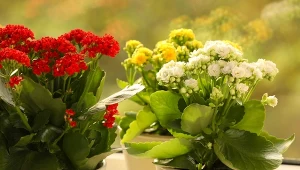 Top 5 kwiatów idealnych na parapet. Niestraszne im mocne słońce