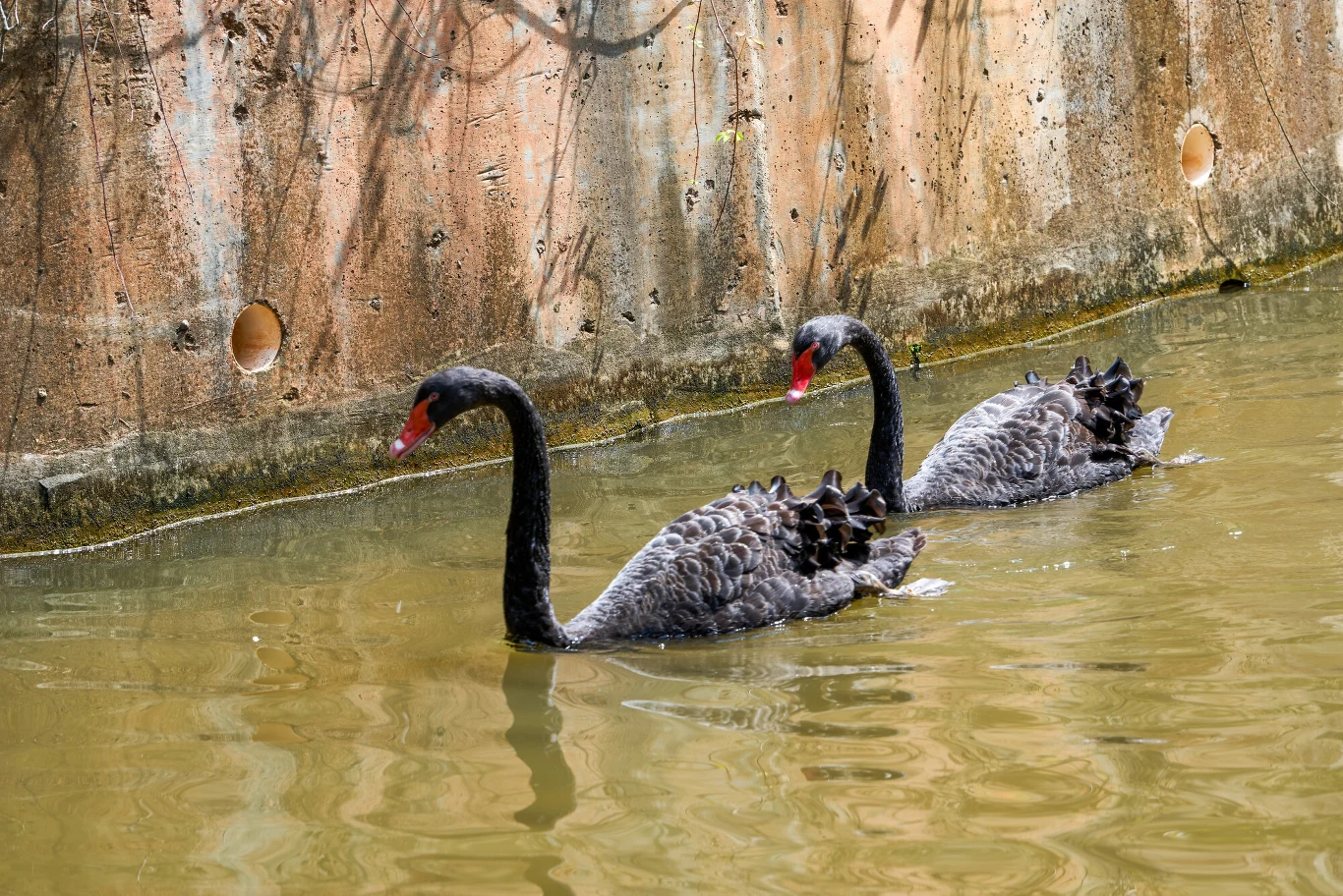 Dwa czarne łabędzie z czerwonymi dziobami płyną po mętnej wodzie wzdłuż betonowego brzegu z widocznymi śladami wilgoci i otworami odpływowymi.