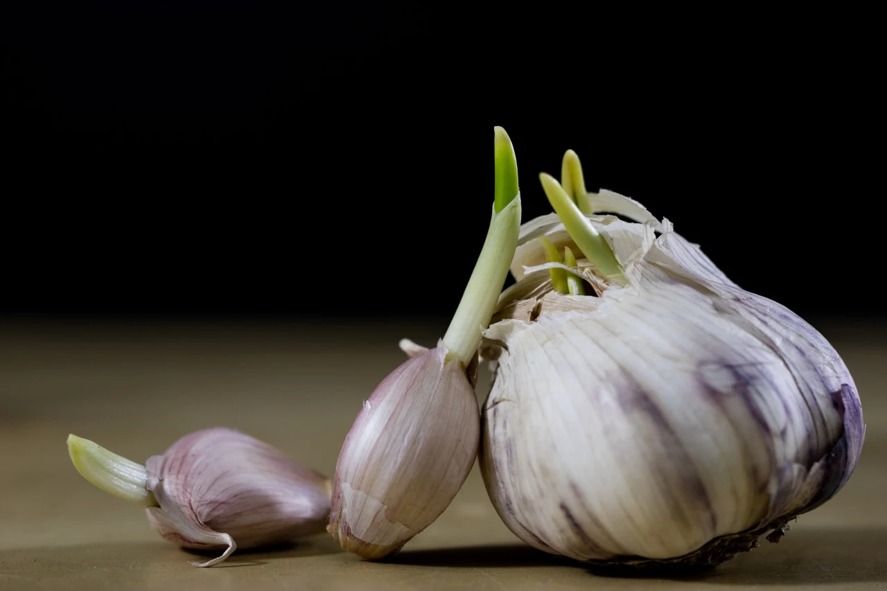 Kiełkujący czosnek