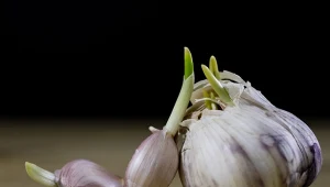 Kiełkujący czosnek