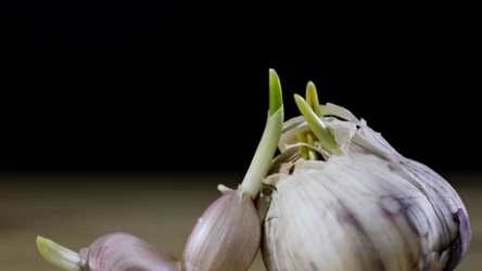 Kiełkujący czosnek