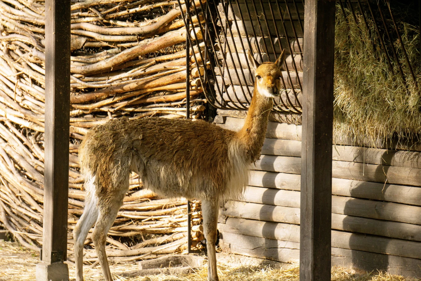 Wikunia andyjska w zoo article cover