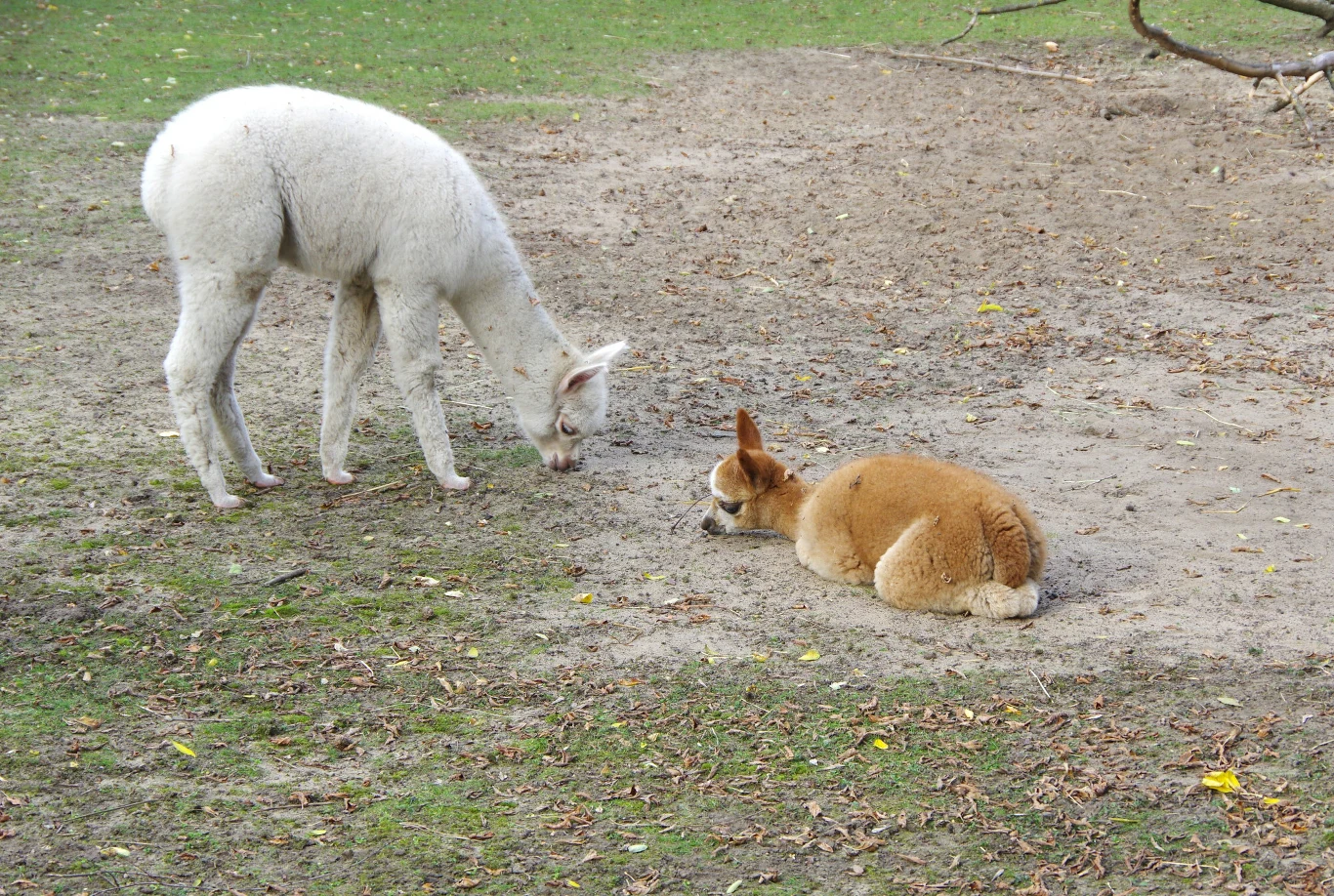 Wizerunek wikuni znajduje się w herbie państwowym Peru, gdzie symbolizuje bogactwo fauny kraju. Biała alpaka pochylająca się nad ziemią obok leżącej, brązowej alpaki na trawiasto-piaszczystym podłożu.
