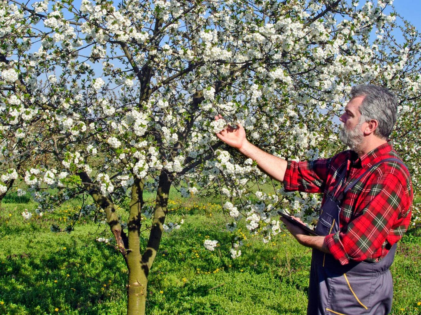 Ogrodnik ogląda kwitnącą czereśnię w sadzie.