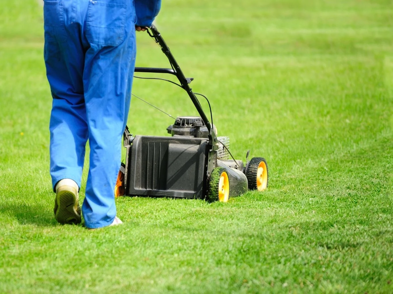 Żeby trawnik był bujny i gęsty trzeba go regularnie kosić Koszenie zielonego trawnika kosiarką spalinową.