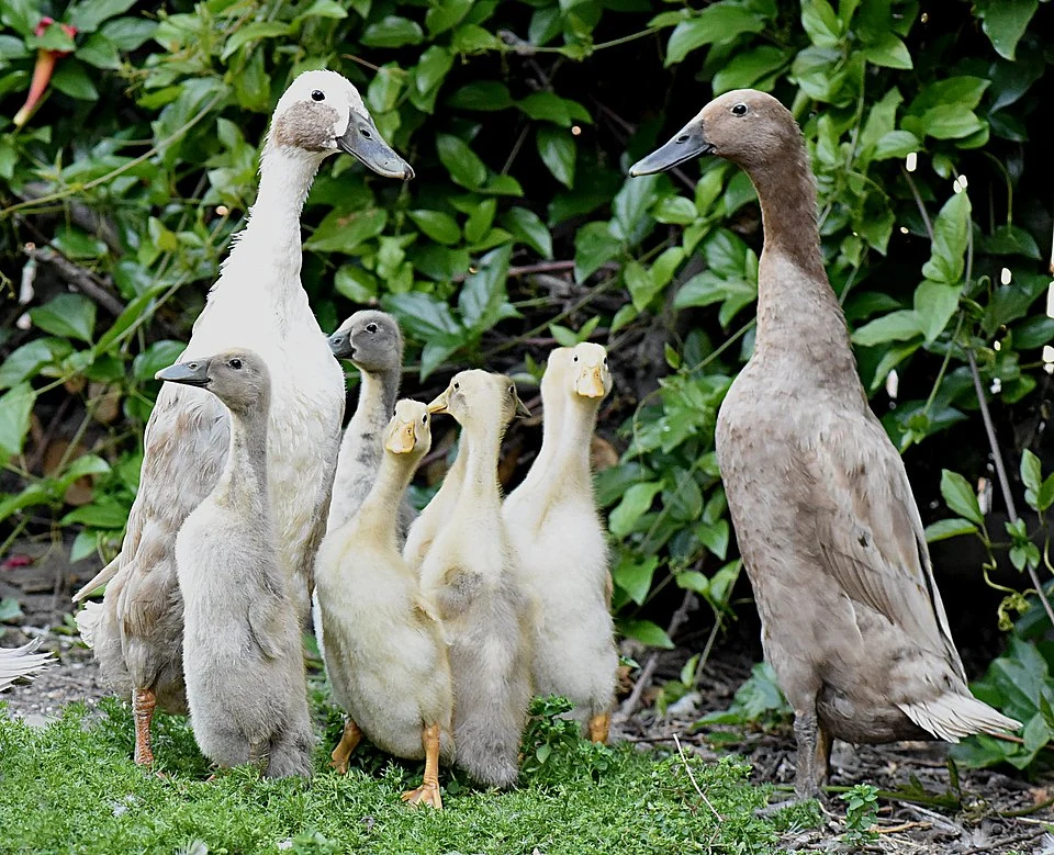 Rodzina kaczek biegusów Dwie dorosłe kaczki stojące na zielonej trawie, otoczone przez grupę sześciorga kacząt, na tle gęstej roślinności.
