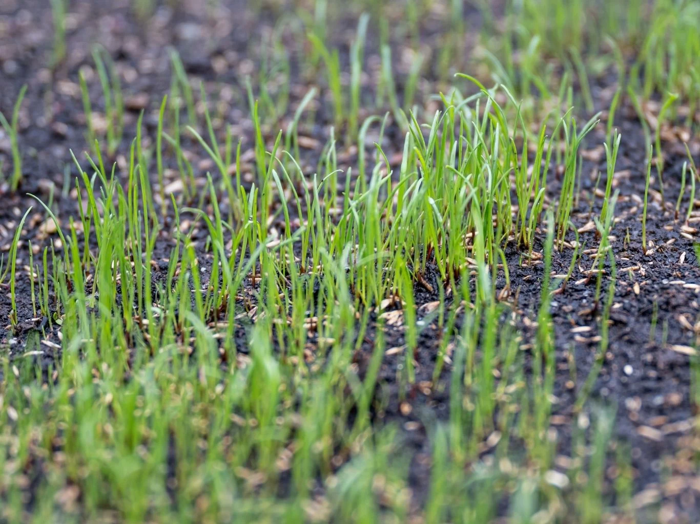 Z wysiewem traw poczekaj, aż zrobi się cieplej Zielone źdźbła trawy kiełkujące z ziemi