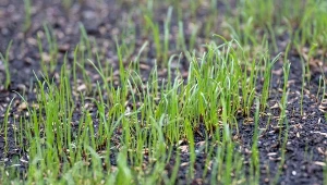 Kiedy siać trawę wiosną? Szybko wykiełkuje i będzie jak zielony dywan