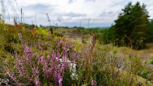 Najdalej wysunięte na zachód miasto w Polsce. Słynie z wyjątkowego rezerwatu