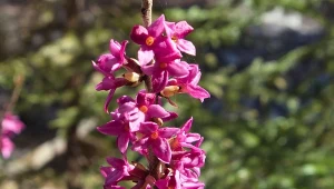 Otula ogród słodkim zapachem. Może być bardzo niebezpieczny