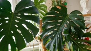 Obierają za cel monstery. Składają nawet 150 jaj i szybko niszczą rośliny