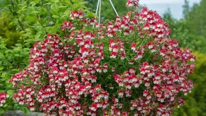 Feeria barw od wiosny do jesieni. Wysiej w marcu zamiast pelargonii