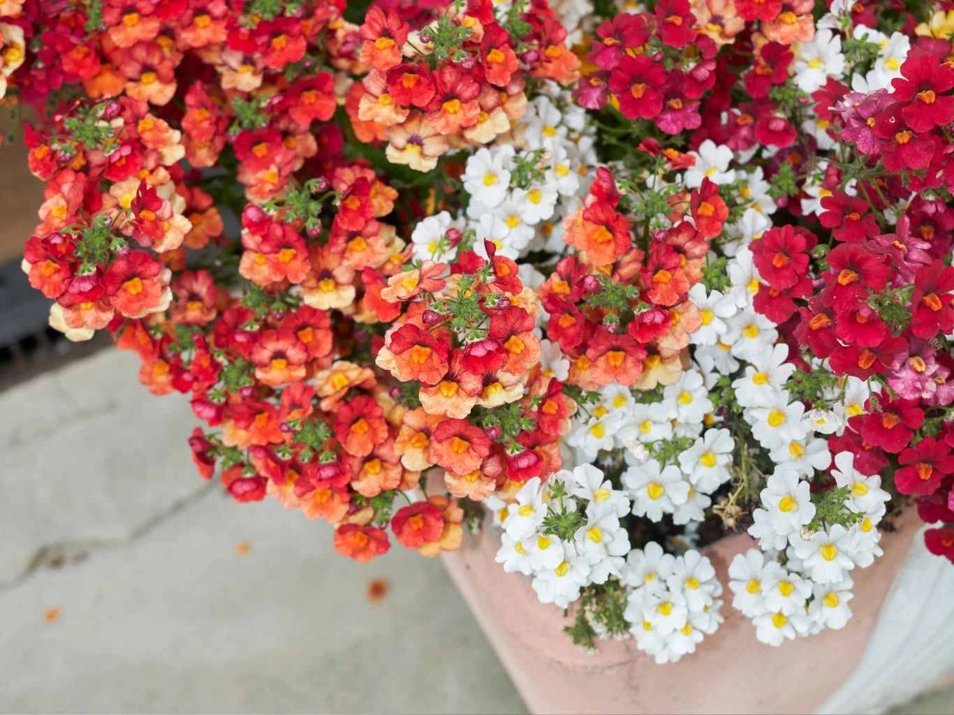 Kwiaty nemezji powabnej w intensywnych odcieniach czerwieni, pomarańczy i bieli zebrane w zwarte kępy, rosnące w jasnej doniczce ustawionej na betonowej powierzchni.