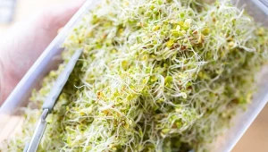 Traktujemy je tylko jako dodatek. Są zdrowsze niż dojrzałe warzywa