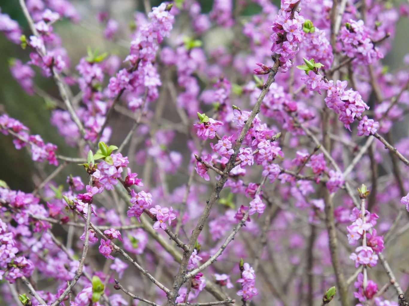 Kwitnący krzew wawrzynek wilczełyko z różowymi kwiatami na bezlistnych pędach.