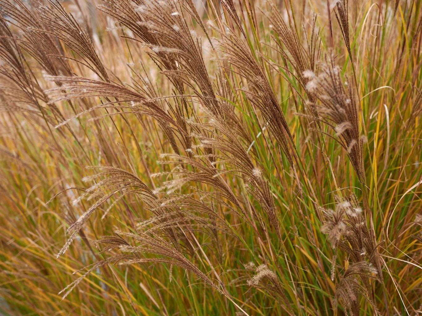 Rozdrobnione fragmenty miskanta stanowią świetną ściółkę Kłoski traw ozdobnych o cienkich, brązowych źdźbłach.