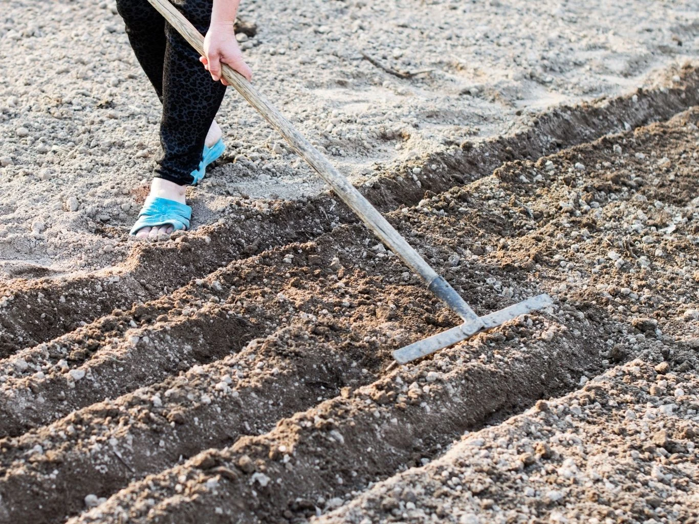 Jak stosować nowoczesną ściółkę, która zatrzymuje ślimaki? Spulchnianie gleby ze ściółką przy pomocy grabi.