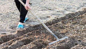 Ściółkuj zamiast kory i słomy. Zatrzyma chwasty, a ślimaki nie przyjdą