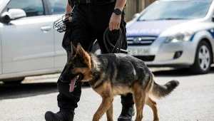 Pies coś wywęszył. Nielegalny towar owczarek znalazł w bieliźnie